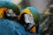 Macaw Birds Scarlet Macaw Ara ararauna