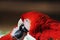 Macaw Birds Scarlet Macaw Ara ararauna