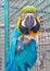 Macaw - A blue-and-yellow macaw parrot  of North and South America ara, guacamaya, guacamayo, arara, photo