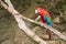 Macaw on the branch