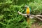 Macaw on the branch