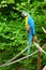 Macaw on the branch