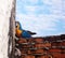 Macaw in brick wall