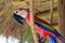 Macaw carved in wood, Brazilian craftwork