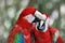 Macaw couple playing