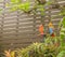 Macaw dolls hanging on garden tree near garden wall