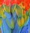 Macaw feather closeup