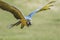 Macaw flying with wings outsretched