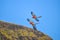 Macaw in free flight in exotic birds show at Palmitos Park in Maspalomas, Gran Canaria, Spain