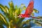 Macaw in free flight in exotic birds show at Palmitos Park in Maspalomas, Gran Canaria, Spain