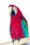 Macaw papagay