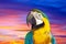 Macaw papagay against dawn sky