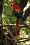 Macaw parrot