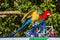 Macaw parrot