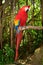 Macaw Parrot