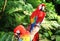 Macaw parrot