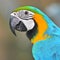 Macaw parrot