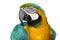 Macaw parrot