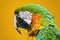 The Macaw Parrot