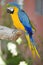 Macaw Parrot