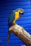 Macaw parrot in an aviary