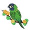 Macaw parrot bird lover on flower branch season