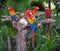 Macaw parrot birds