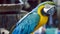 Macaw parrot. Blue yellow macaw parrot. Blue golden macaw parrot. Ara ararauna. Neotropical parrots macaws. Blue macaw parrot bird