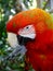 Macaw parrot: cleaning beak