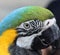 Macaw parrot close up macro with details