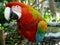 Macaw parrot: eating peanut