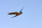 Macaw parrot in flight