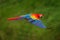 Macaw parrot flying in dark green vegetation with beautiful back light and rain. Scarlet Macaw, Ara macao, in tropical forest,