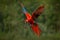 Macaw parrot flying in dark green vegetation with beautiful back light and rain. Scarlet Macaw, Ara macao, in tropical forest,