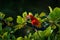 Macaw parrot flying in dark green vegetation with beautiful back light and rain. Scarlet Macaw, Ara macao, in tropical forest,