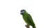 Macaw or parrot with green feathers isolated