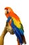 Macaw parrot holding branch