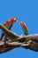 Macaw parrot isolated on blue background.