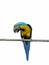 Macaw, parrot over white.