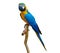 macaw parrot parakeet perching on branch on white background isolate