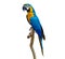 macaw parrot parakeet perching on branch on white background isolate