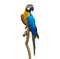 macaw parrot parakeet perching on branch on white background isolate