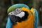 Macaw Parrot Portrait