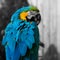 Macaw parrot portrait square composition eye contact close up shot