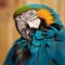 Macaw parrot portrait square composition eye contact close up shot