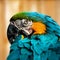 Macaw parrot portrait square composition eye contact close up shot