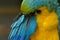 Macaw parrot preening