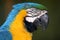 Macaw Parrot Profile