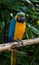 Macaw Parrot, Psittacidae Orthopsittaca, perched on a branch.