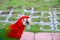 macaw parrot, red - green colorful beautiful in public park select focus with shallow depth of field